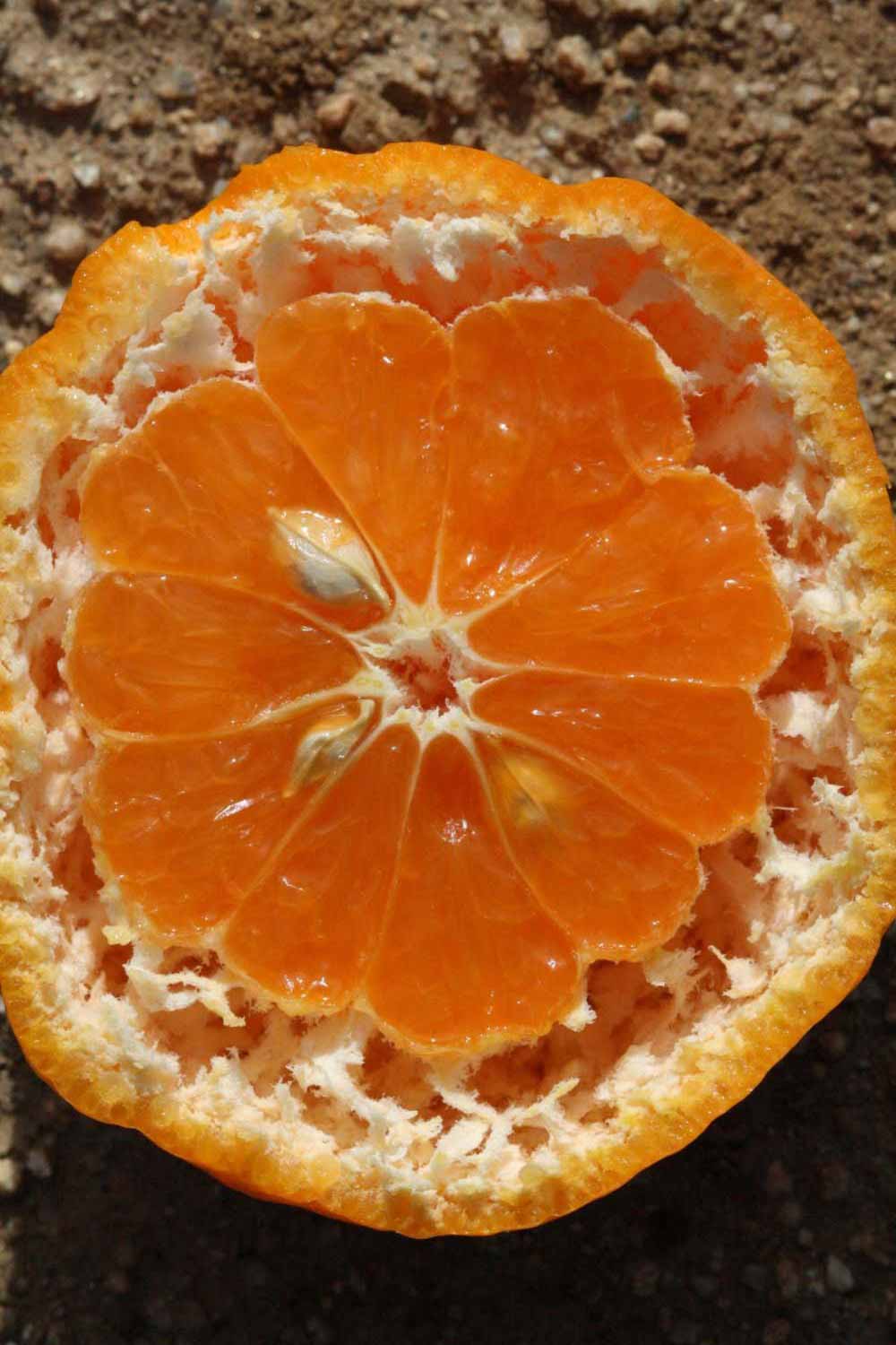              Fruit cross-section (Riverside, CA)       